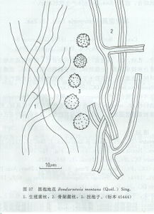 黃薄孔菌