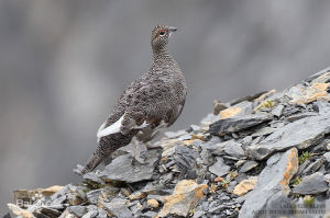 岩雷鳥尤納斯卡島亞種