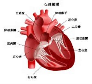 竇房折返性心動過速