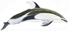 鐮鰭斑紋海豚