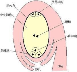 倒生胚珠