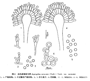 雜色麴黴原變種