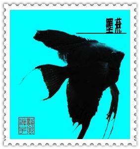 黑鰭光鰓魚