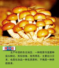 各種乾品滑子菇