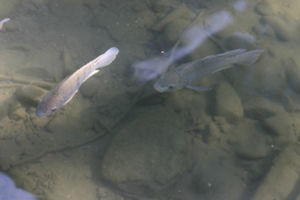 尼羅口孵魚