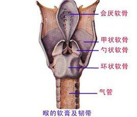 環形軟骨