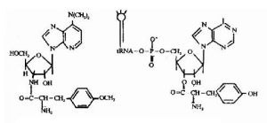 嘌呤黴素（左）與tyr-tRNAtyr（右）