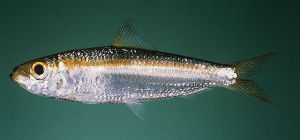 青鱗沙丁魚