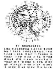 面盤幼蟲示意圖