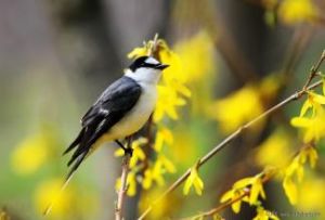 山東山旺鳥