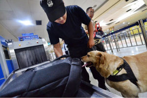 搜油犬