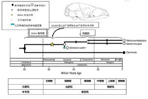 ENAM基因起到參與牙齒形成作用