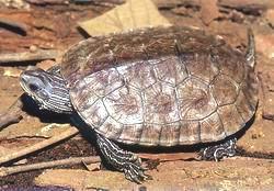 裏海石龜