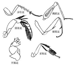 轉節