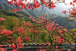 嶺上映山紅[景區名稱]