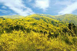 黃花嶺風景區