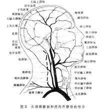 生態學智力假說