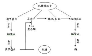 操縱子學說