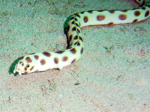 Spotted snake eel 黑斑蛇鰻