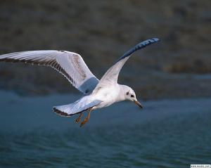 海鷗[鷗科53種海鳥的通稱]