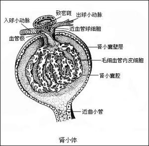 腎小管-間質腎炎