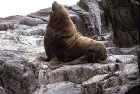 雄性北方海狗