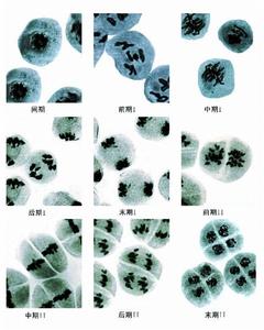 《減數分裂》