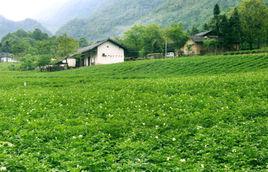 柳林[河南省信陽市下轄鄉]