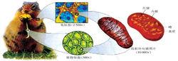 線粒體結構示意圖