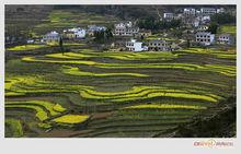 鳳堰古梯田