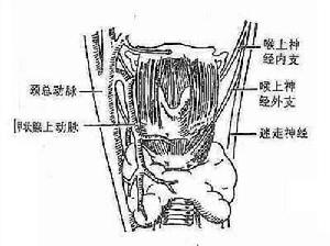 慢性侵襲性纖維性甲狀腺炎