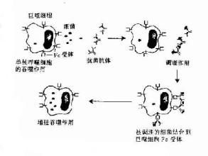 ADCC效應