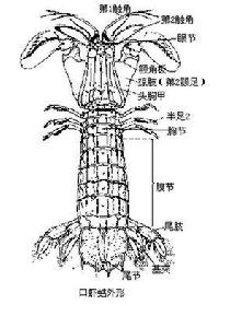 蝦蛄