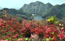 大幕山風景