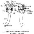 內肛動物門