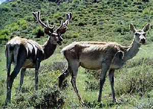 石首糜鹿自然保護區