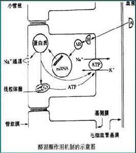 遠端腎小管性酸中毒