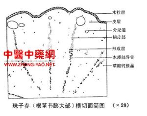 珠子參