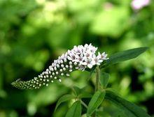 珍珠菜[珍珠菜屬植物]