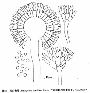 亮白麴黴