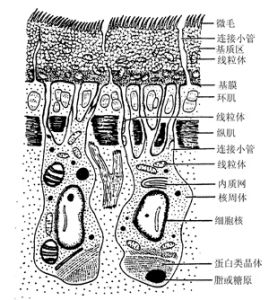 絛蟲成蟲體壁超微結構示意圖