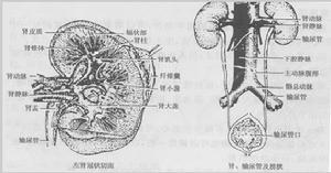 腎臟圖