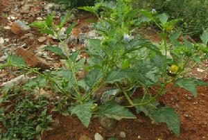 Physalis alkekengi Linn. 酸漿