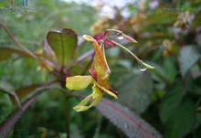 黃金鳳[鳳仙花科鳳仙花屬植物]