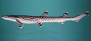 斑貓鯊