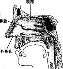 鼻梅毒