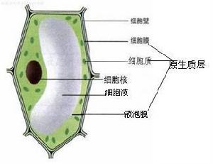 原生質層