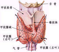 甲狀腺瘤