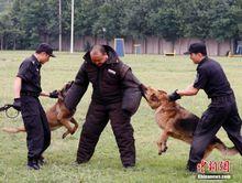 特種警犬