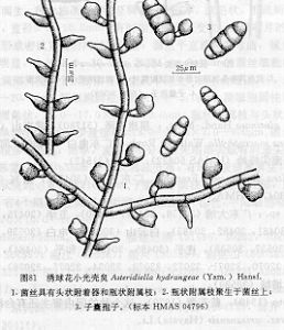 銹球花小光殼炱